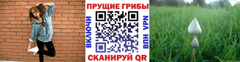 Галлюциногенные грибы Magic Shrooms  наркошоп  Почеп 